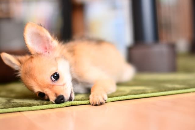 賃貸物件で犬を飼う際の騒音防止トラブル回避のライフハック術