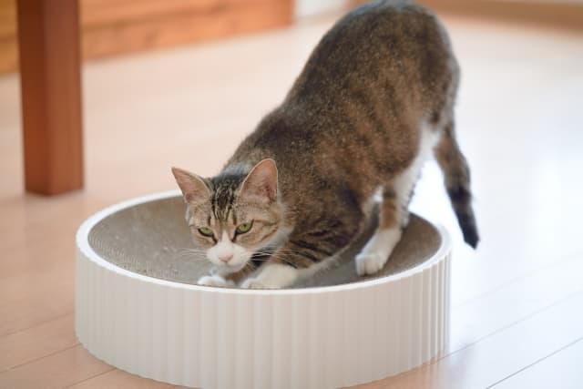 賃貸の猫の爪とぎ対策や騒音・におい対策について！ペットライフハック術